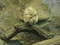 Zoo Cottbus 042